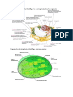 Dibuje la célula vegetal y identifique las partes principales y los orgánulos.docx