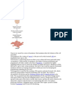 Carcinogenesis Agents N Cancer