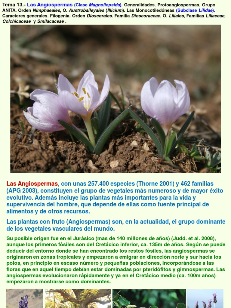Características y Evolución de las Angiospermas | PDF | Flores ...