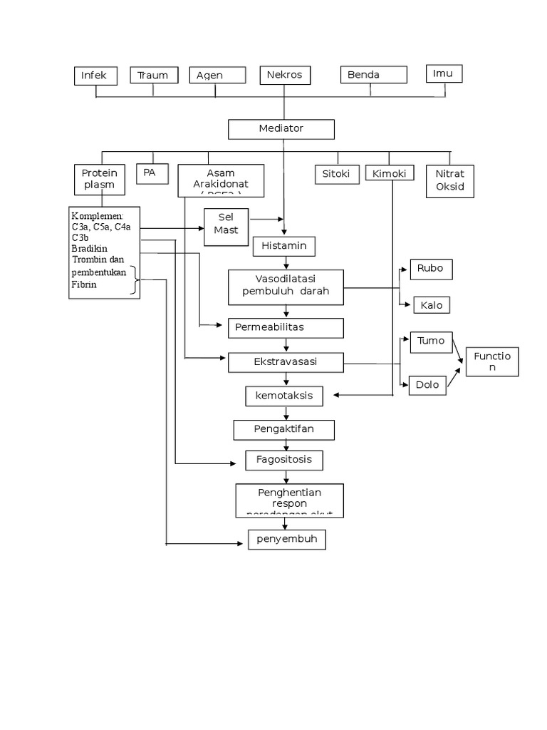Mekanisme Proses Inflamasi Akut | PDF