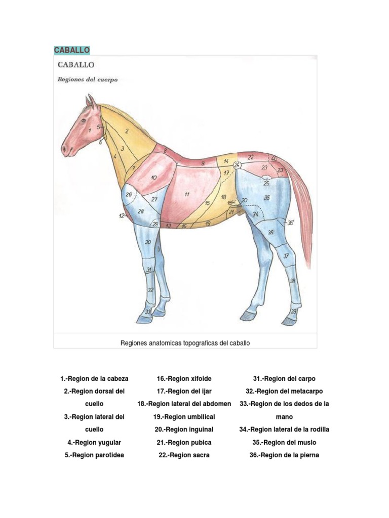 Caballo