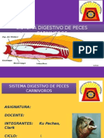 Sistema Digestivo de Los Peces