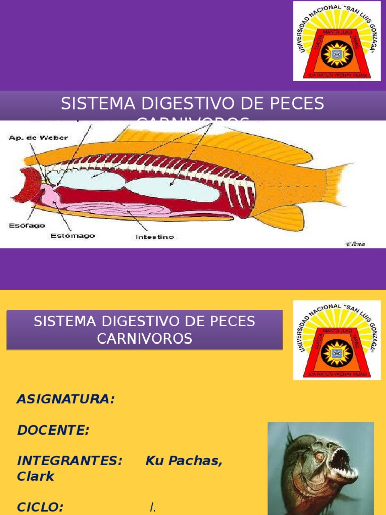 Sistema Digestivo de Los Peces Sistema digestivo humano
