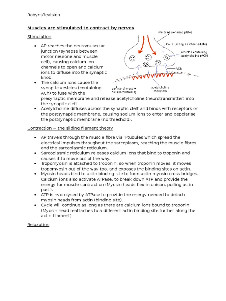 Muscle Contraction and Anaerobic Respiration | PDF | Chemical Synapse ...