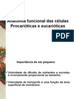 Anatomia funcional das celulas Procarioticas e eucarioticas - CLARK