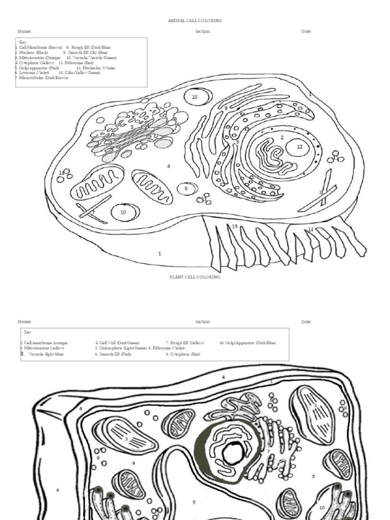 Animal Cell Coloring
