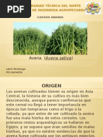 Cultivo de Avena