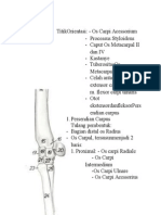 Ext.cranial Carpus