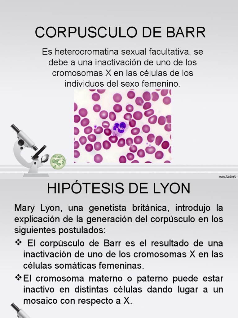 corpusculo-de-barr