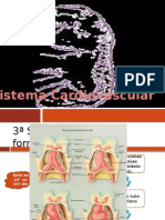 Slide Embriologia - Sist. Cardíaco