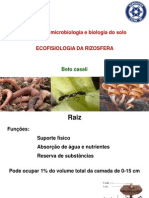 Microbiologia da rizosfera e suas interações