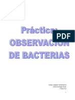 Práctica - Observación de Bacterias