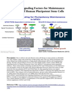 Alternative Signaling Factors For Maintenance and Growth of Human Pluripotent Stem Cells