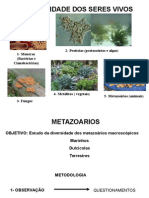 Diversidade dos metazoários