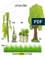 Different Types of Plants 1