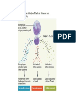 The Role of The Helper T Cells