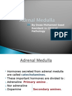 Adrenal Medulla