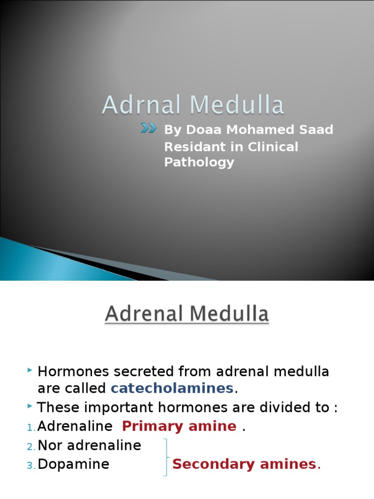 Adrenal Medulla PDF Epinephrine Norepinephrine