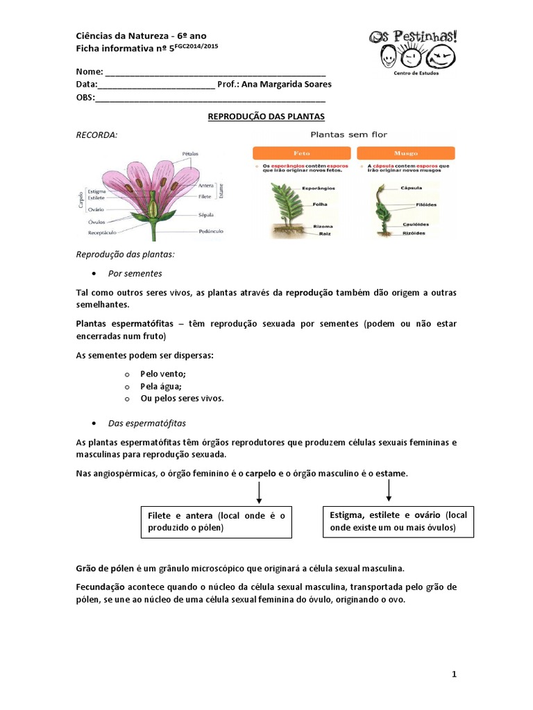 Polinização e fecundação nas espermatófitas