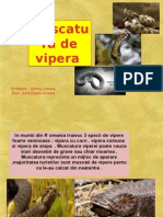 Muscatura de Vipera