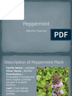 Peppermint: (Mentha Piperita)
