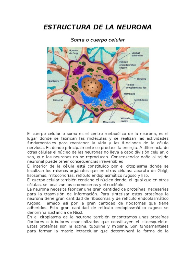Estructura y Función de la Neurona | PDF | Neurona | Sinapsis