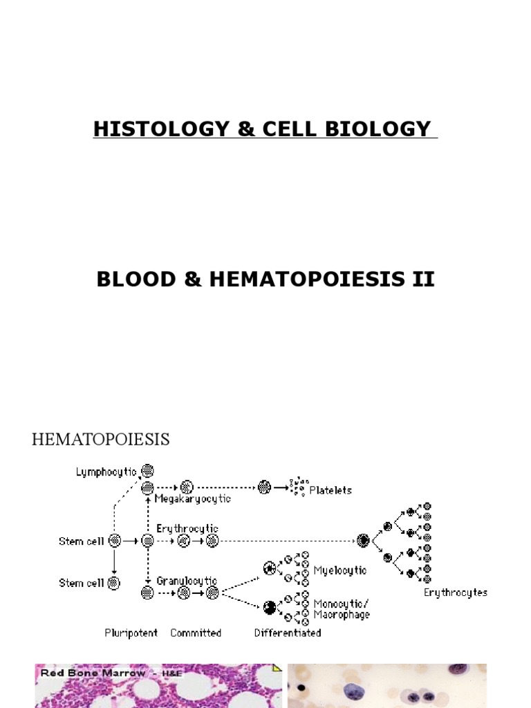 Hematopoiesis | PDF | Haematopoiesis | Leukemia