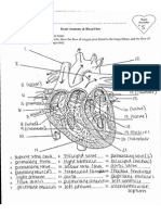 Heart Anatomy and Blood Flow Key