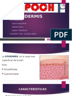 La Epidermis