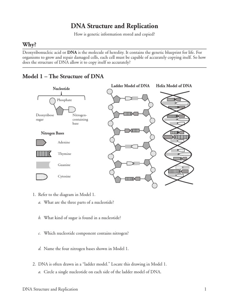 18 Dna Structure And Replication S Pdf Dna Dna Replication