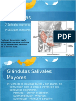 Glandulas Salivales