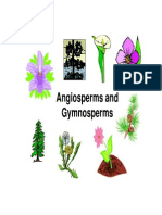 gymnosperms and angiosperms info