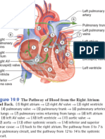 Anatomi & Fisiologi Jantung 