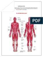 Sitema Muscular