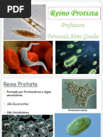 Aula Completa Reino Protista
