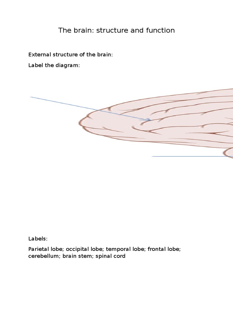 Brain Structure and Function Overview | PDF