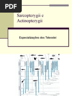 aula_7_Sarcopterygii (1)
