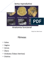 Anatomia PDF