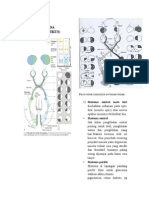 Tentir Gangguan N.ii & Keseimbangan PDF