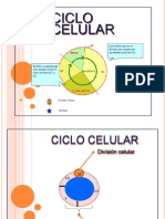 Presentación Ciclo celular.pdf
