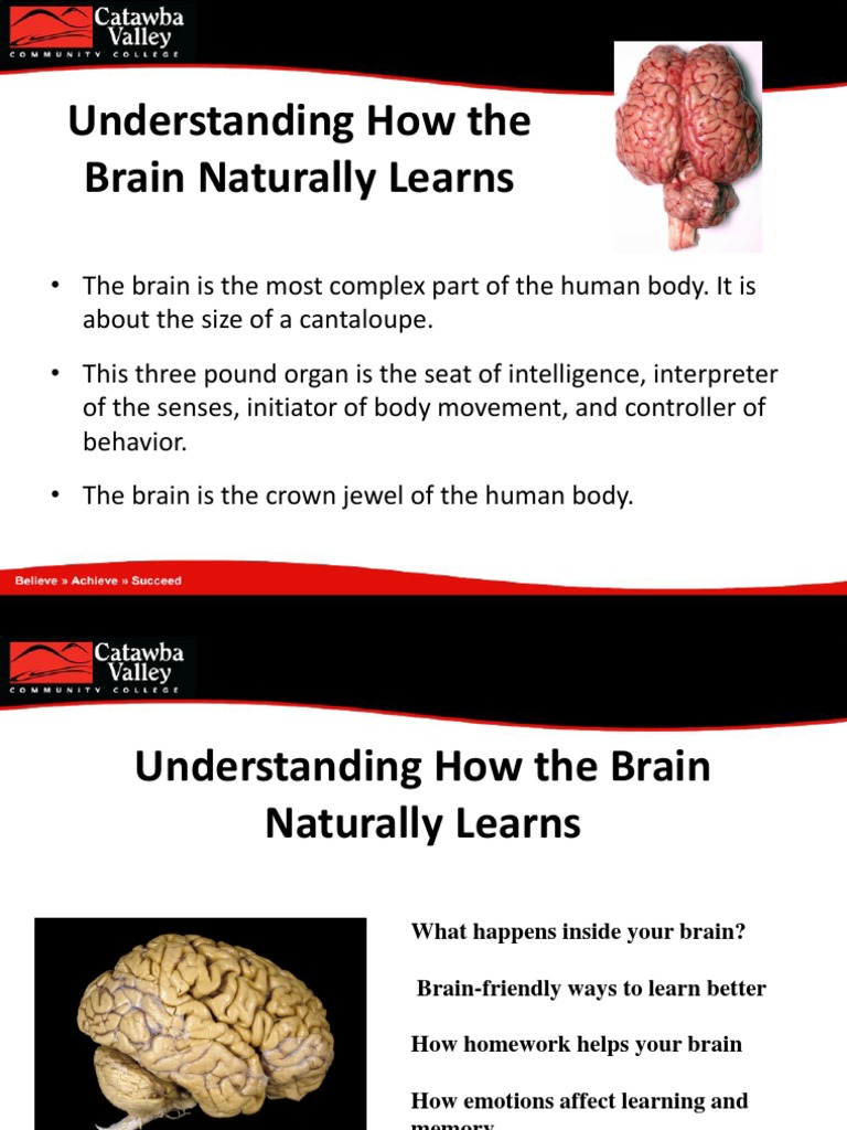 How the Brain Naturally Learns | PDF | Dendrite | Neuron