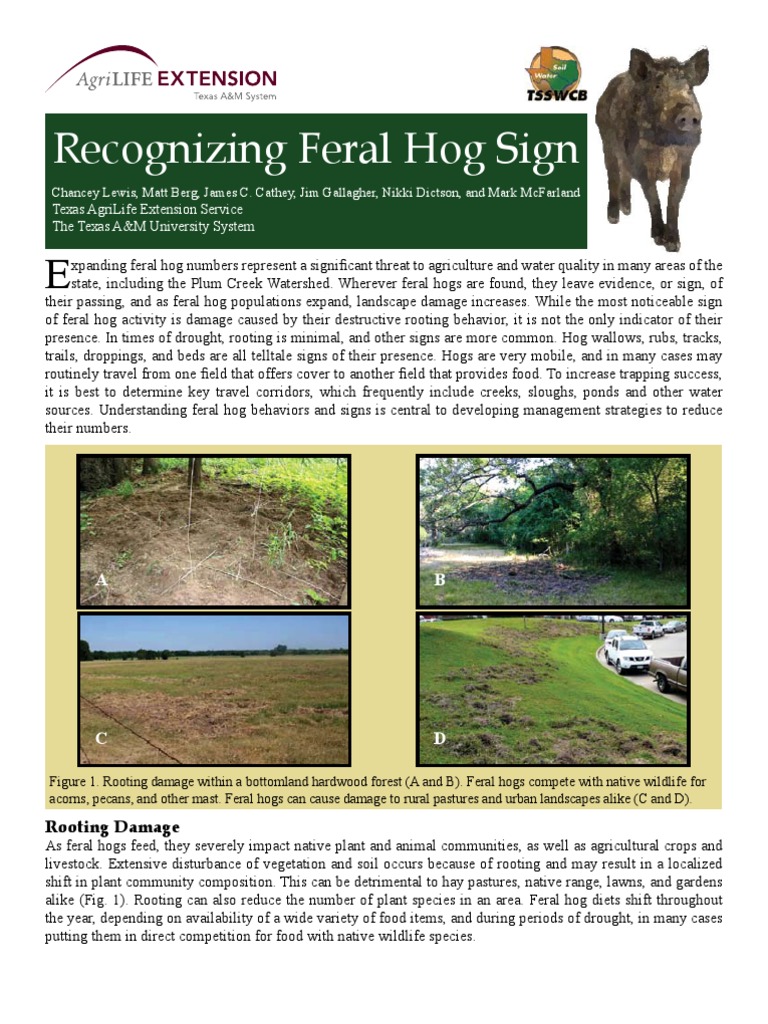 Identifying Signs of Feral Hogs | PDF | Domestic Pig | Pig