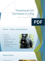 transitional cell carcinoma in a dog