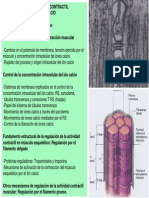 Regulación de la contracción muscular por el ión calcio (Ca2