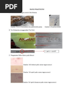 Download laporan fisiologi hewan reproduksi by Anggi Dyah Aristi SN262629433 doc pdf