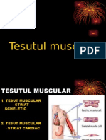 Dec 2011 Tesut MuscularII