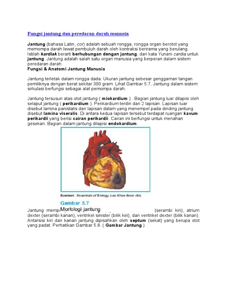 Ruang Jantung Yang Berfungsi Memompa Darah Ke Paru Paru Adalah