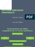 nervio periferico