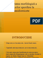 Diversitatea Morfologică A Corpurilor Sporifere La Basidiomicete