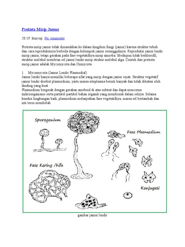 Protista Mirip Jamur No Comments